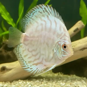 Rabatt Abino White Butterfly Diskus 8-9 cm